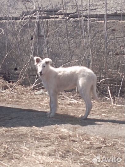 Собака русская борзая