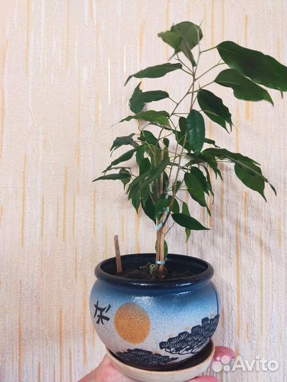 Комнатные растения цветы