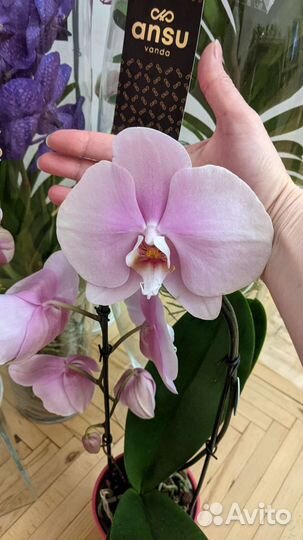 Орхидея подарочный каскад