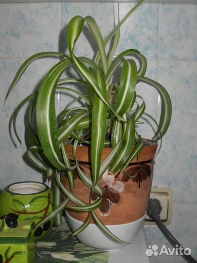 Хлорофитум