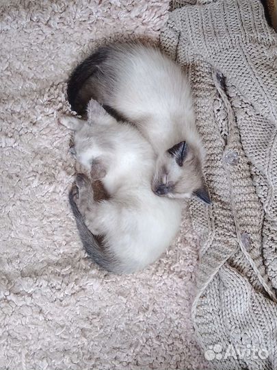 Сиамские котята
