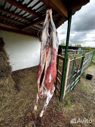 Мясо баранина