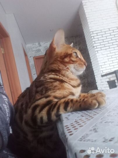 Бенгальский кот