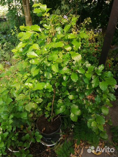 Дуранта (Duranta) – Растения для дома