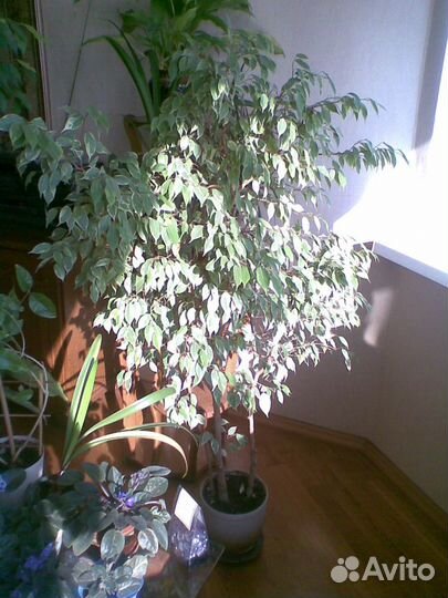 Фикус Бенджамен 1,60 м,три Отдельных Ствола,Керам