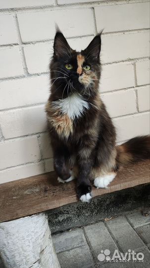 Девочка мейн-куна