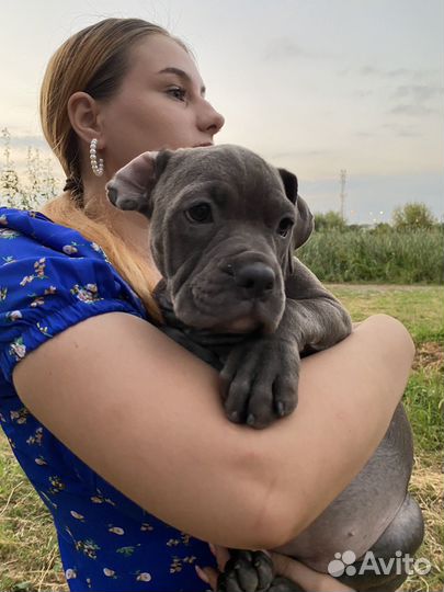 Американский булли