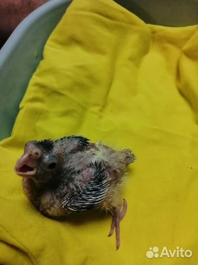 Попугай корелла