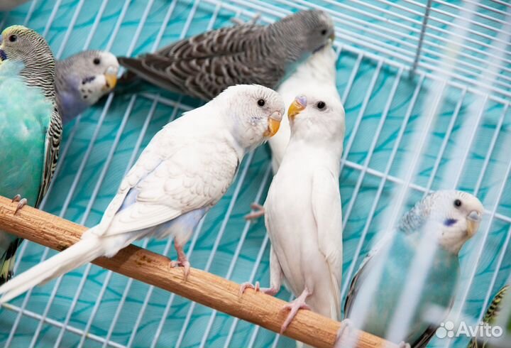 Попугай волнистый