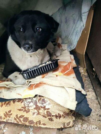 Собака в добрые руки отдам бесплатно