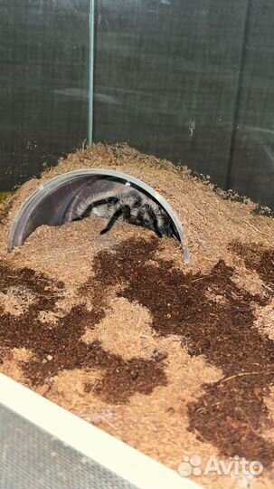 Террариум для паука