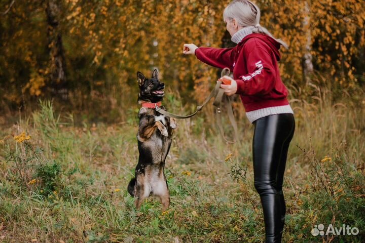 Стерилизованная собака Ульяна
