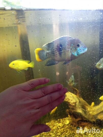 Парчевый сом