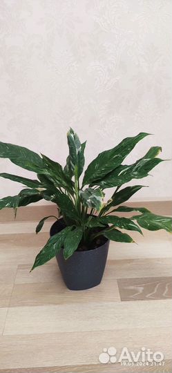 Спатифиллум