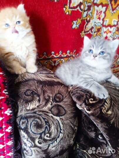 Британские котята