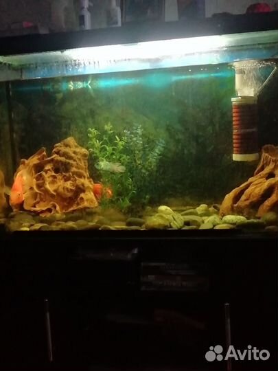 Аквариум