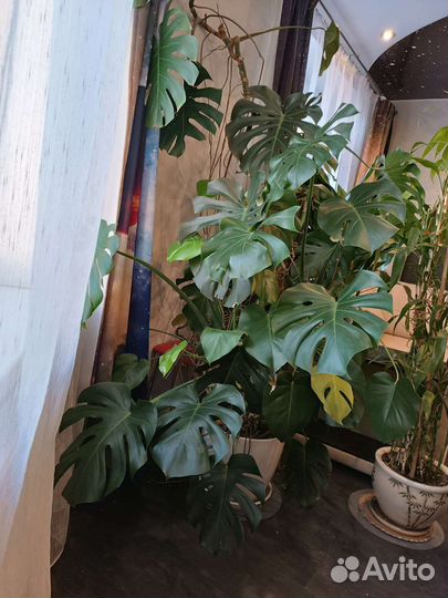Монстера большая