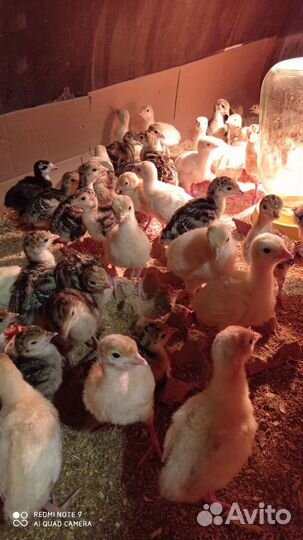 Цыплята - бройлер Росс 308 и Кбб 500