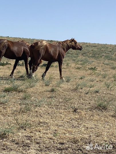 Жеребец полутяж