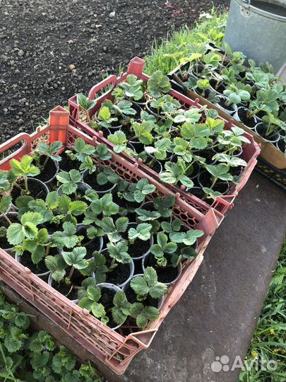 Рассада Клубника (сортовая)