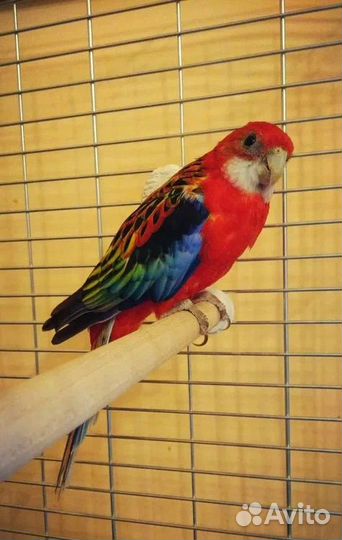 Красные и пестые розеллы