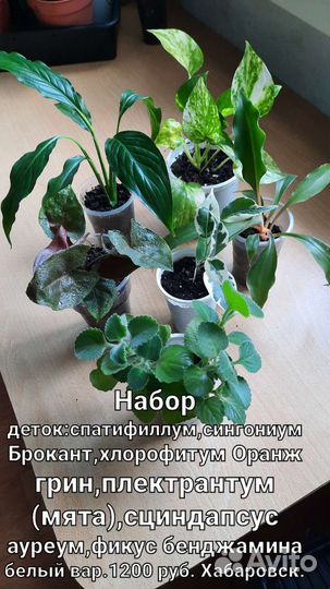 Комнатные цветы