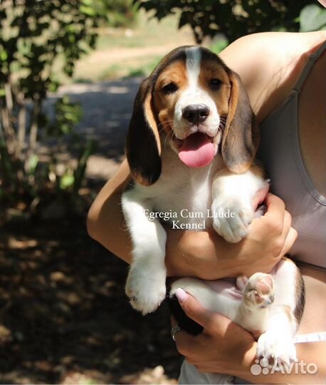 Щенок бигля. Мальчик