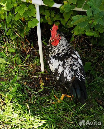 Молодые петухи