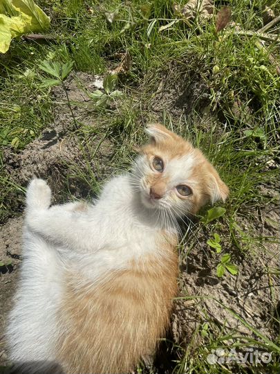 Отдам котенка