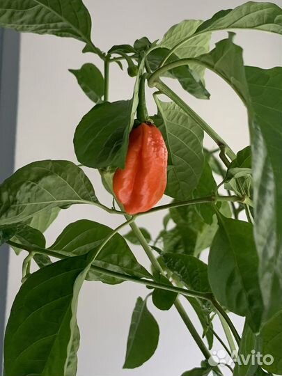 Перец очень острый Хабанеро куст