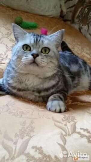 Котейки ,Коты на вязку