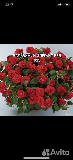 Бальзамин махровый