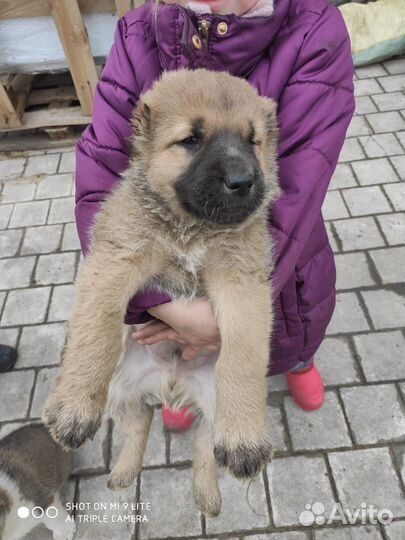 Продажа щенков алабая