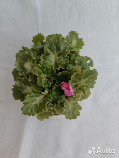 Кислица (оксалис)