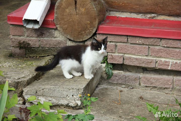Котята в дар
