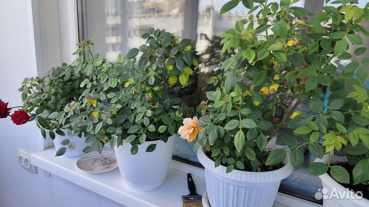 Роза комнатная