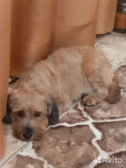 Собака в добрые руки отдам бесплатно