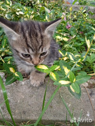 Котёнок-мальчик