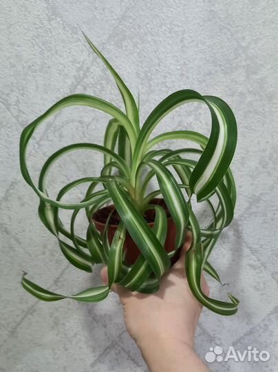 Сциндапсус, эпипремнум, фил и др