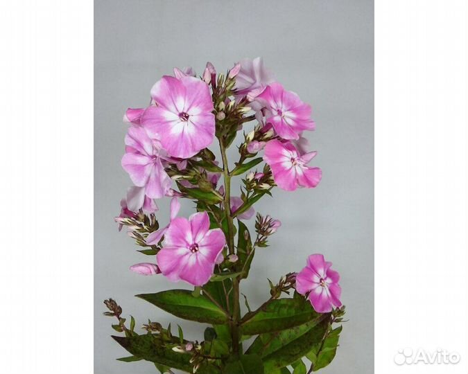 Флокс метельчатый Pink Lady