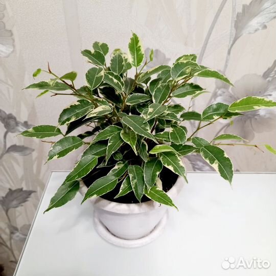 Фикус бенджамина кинки