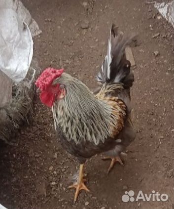 Петухи молодые. Годовалые
