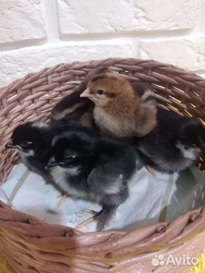 Цыплята Доминант