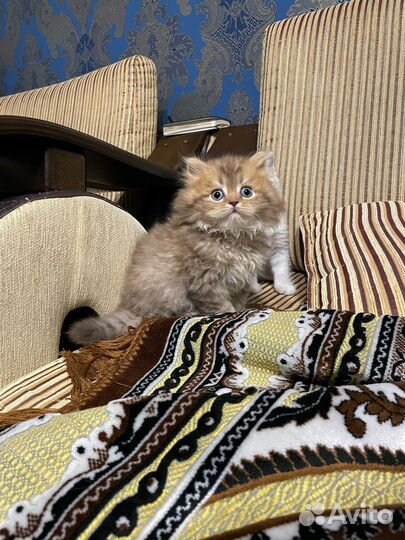Британская шиншилла