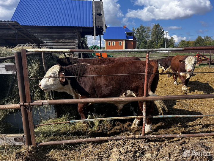 Быки герефорд