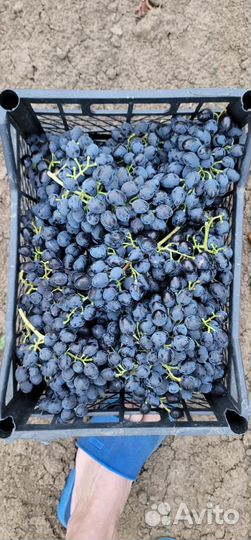 Виноград Молдова в машине.Загрузка от фуры