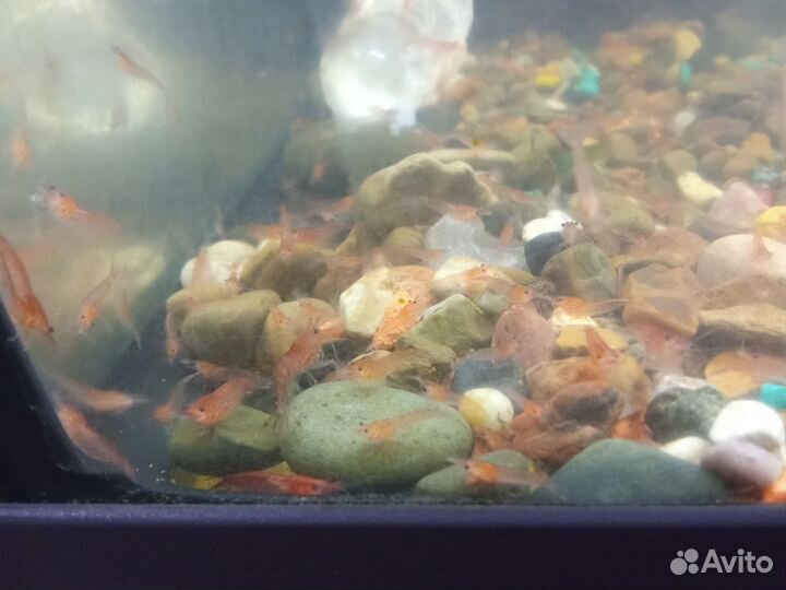 Креветки вишня