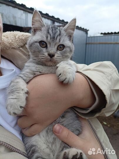 Котята шотландской кошки