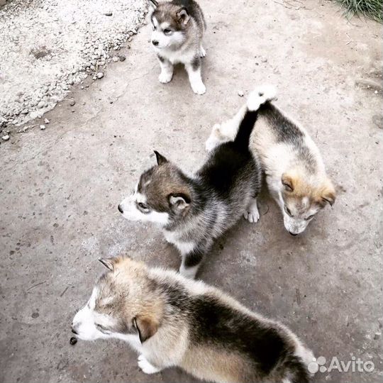 Аляскинский маламут вязка
