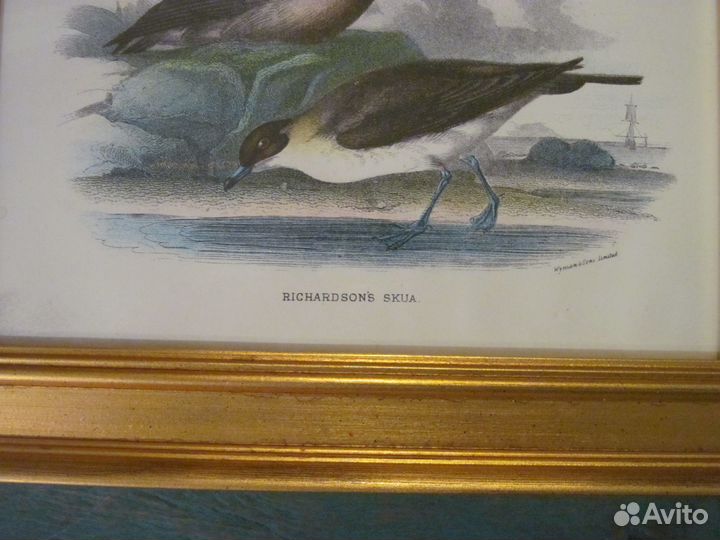1896 Richardsons Skua Гравюра Оригинал